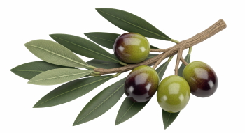 Olive Tree & Branches 25xPNG