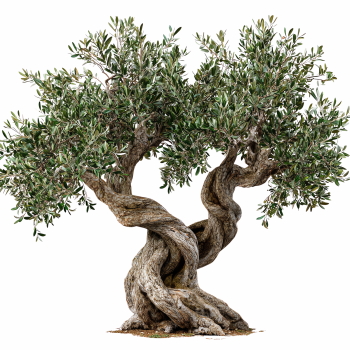 Olive Tree & Branches 25xPNG