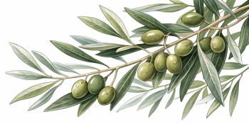 Olive Tree & Branches 25xPNG