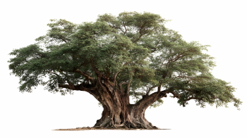 Olive Tree & Branches 25xPNG