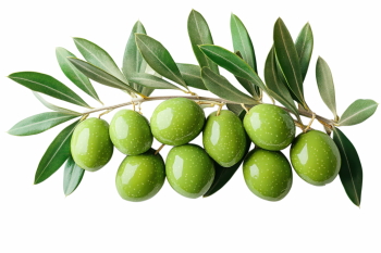 Olive Tree & Branches 25xPNG