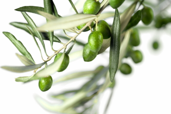 Olive Tree & Branches 25xPNG