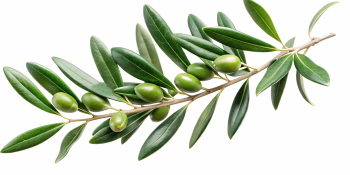 Olive Tree & Branches 25xPNG