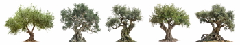 Olive Tree & Branches 25xPNG