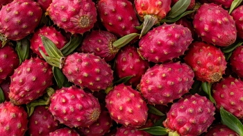 Seamless Fruit Backgrounds 25xJPEG