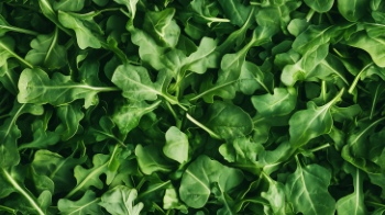 Seamless Vegetable Backgrounds #1, 25xJPEG