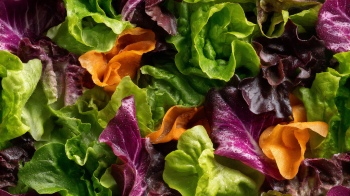 Seamless Vegetable Backgrounds #1, 25xJPEG