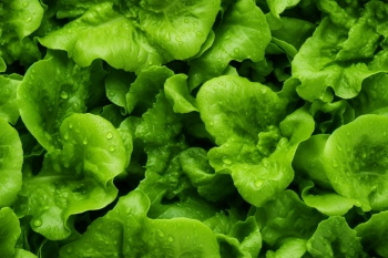 Seamless Vegetable Backgrounds #1, 25xJPEG