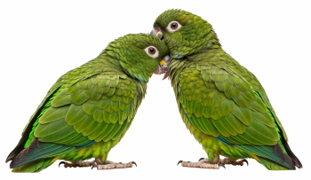 Valentine Animals 33xPNG