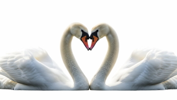 Valentine Animals 33xPNG