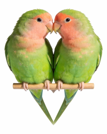 Valentine Animals 33xPNG