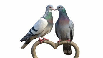 Valentine Animals 33xPNG