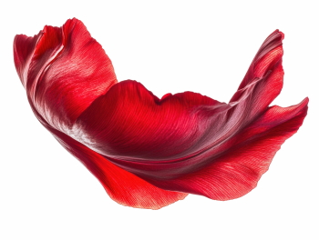 Red Rose, Hibiscus, Tulip, Geranium & Lotus Close Up Petals 36xPNG Red Rose, Hibiscus, Tulip, Geranium & Lotus Close Up Petals 36xPNG