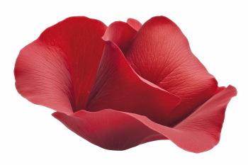 Red Rose, Hibiscus, Tulip, Geranium & Lotus Close Up Petals 36xPNG Red Rose, Hibiscus, Tulip, Geranium & Lotus Close Up Petals 36xPNG