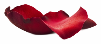 Red Rose, Hibiscus, Tulip, Geranium & Lotus Close Up Petals 36xPNG Red Rose, Hibiscus, Tulip, Geranium & Lotus Close Up Petals 36xPNG