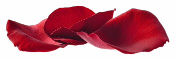 Red Rose, Hibiscus, Tulip, Geranium & Lotus Close Up Petals 36xPNG Red Rose, Hibiscus, Tulip, Geranium & Lotus Close Up Petals 36xPNG