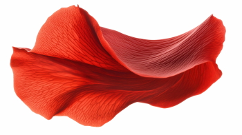 Red Rose, Hibiscus, Tulip, Geranium & Lotus Close Up Petals 36xPNG Red Rose, Hibiscus, Tulip, Geranium & Lotus Close Up Petals 36xPNG