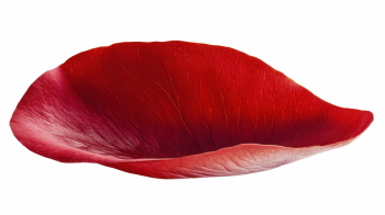Red Rose, Hibiscus, Tulip, Geranium & Lotus Close Up Petals 36xPNG Red Rose, Hibiscus, Tulip, Geranium & Lotus Close Up Petals 36xPNG