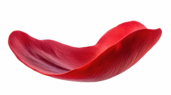 Red Rose, Hibiscus, Tulip, Geranium & Lotus Close Up Petals 36xPNG Red Rose, Hibiscus, Tulip, Geranium & Lotus Close Up Petals 36xPNG