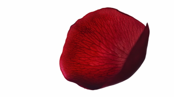 Red Rose, Hibiscus, Tulip, Geranium & Lotus Close Up Petals 36xPNG Red Rose, Hibiscus, Tulip, Geranium & Lotus Close Up Petals 36xPNG