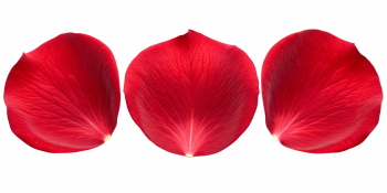 Red Rose, Hibiscus, Tulip, Geranium & Lotus Close Up Petals 36xPNG Red Rose, Hibiscus, Tulip, Geranium & Lotus Close Up Petals 36xPNG
