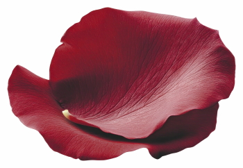 Red Rose, Hibiscus, Tulip, Geranium & Lotus Close Up Petals 36xPNG Red Rose, Hibiscus, Tulip, Geranium & Lotus Close Up Petals 36xPNG