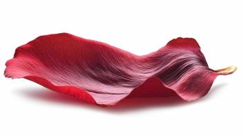 Red Rose, Hibiscus, Tulip, Geranium & Lotus Close Up Petals 36xPNG Red Rose, Hibiscus, Tulip, Geranium & Lotus Close Up Petals 36xPNG
