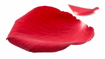 Red Rose, Hibiscus, Tulip, Geranium & Lotus Close Up Petals 36xPNG Red Rose, Hibiscus, Tulip, Geranium & Lotus Close Up Petals 36xPNG