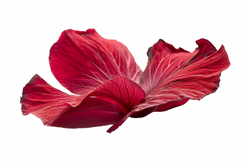Red Rose, Hibiscus, Tulip, Geranium & Lotus Close Up Petals 36xPNG Red Rose, Hibiscus, Tulip, Geranium & Lotus Close Up Petals 36xPNG