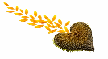 Valentine Concept Hearts #1, 38xPNG Valentine Concept Hearts #1, 38xPNG