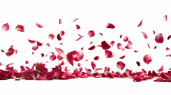 Valentine Red Rose Borders & Frames 29xPNG Valentine Red Rose Borders & Frames 29xPNG