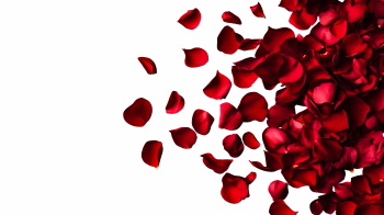 Valentine Red Rose Borders & Frames 29xPNG Valentine Red Rose Borders & Frames 29xPNG