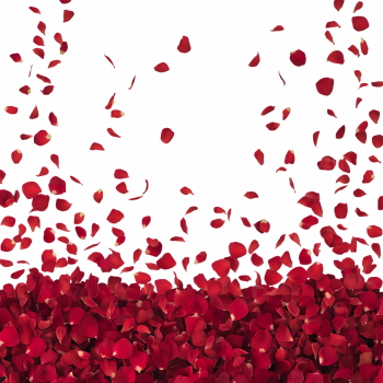 Valentine Red Rose Borders & Frames 29xPNG Valentine Red Rose Borders & Frames 29xPNG