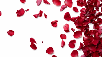 Valentine Red Rose Borders & Frames 29xPNG Valentine Red Rose Borders & Frames 29xPNG