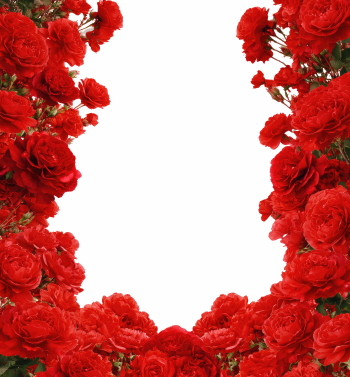 Valentine Red Rose Borders & Frames 29xPNG Valentine Red Rose Borders & Frames 29xPNG
