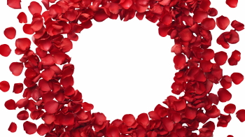 Valentine Red Rose Borders & Frames 29xPNG Valentine Red Rose Borders & Frames 29xPNG