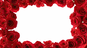 Valentine Red Rose Borders & Frames 29xPNG Valentine Red Rose Borders & Frames 29xPNG