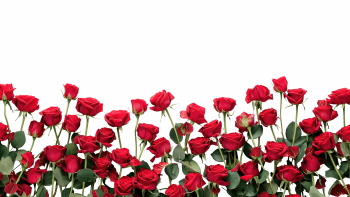Valentine Red Rose Borders & Frames 29xPNG Valentine Red Rose Borders & Frames 29xPNG