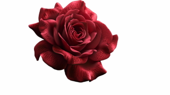 Valentine Concept Hearts #3, 31xPNG