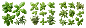 Salad Greens 52xPNG