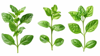 Salad Greens 52xPNG