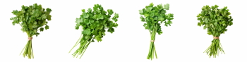 Salad Greens 52xPNG
