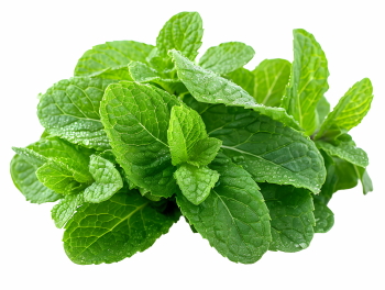 Salad Greens 52xPNG