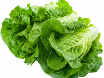 Salad Greens 52xPNG