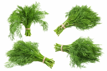 Salad Greens 52xPNG