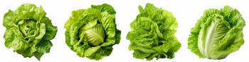 Salad Greens 52xPNG