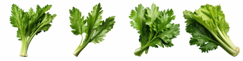 Salad Greens 52xPNG
