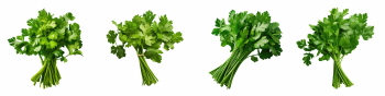 Salad Greens 52xPNG