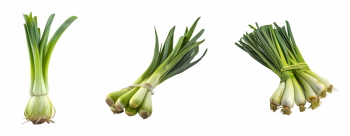 Salad Greens 52xPNG