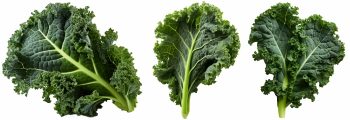 Salad Greens 52xPNG